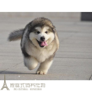 赛级纯种灰色桃子脸阿拉斯加雪橇犬幼犬活体宠物狗双血统巨型犬g