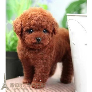 赛级红泰迪幼犬茶杯纯种活体泰迪狗玩具型迷你赛级灰色贵宾53p