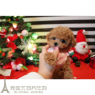 纯种贵宾犬泰迪狗活体幼犬香槟色茶杯犬宠物狗家养p