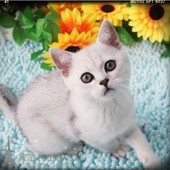 英短银渐层英国短毛猫幼猫上海英短短毛宠物猫白猫银渐层活体猫p