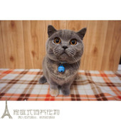 英短蓝猫幼猫活体猫舍出售英国短毛猫纯种宠物猫咪幼崽包子脸p