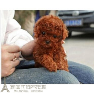 赛级红泰迪幼犬茶杯纯种活体泰迪狗玩具型迷你赛级灰色贵宾73g