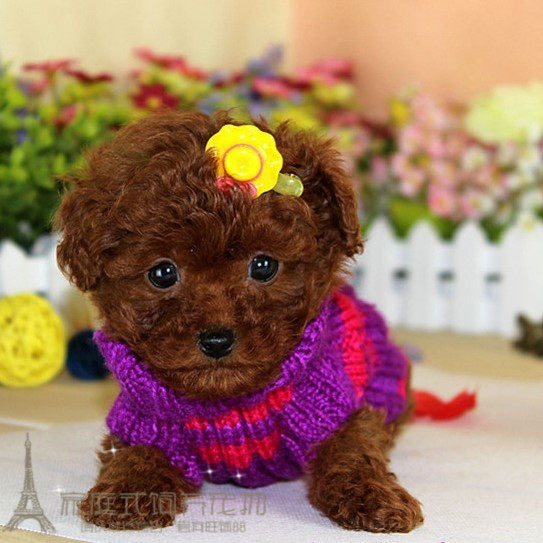 包邮微小泰迪幼犬红色茶杯贵宾犬泰迪熊玩具犬送后期疫苗p
