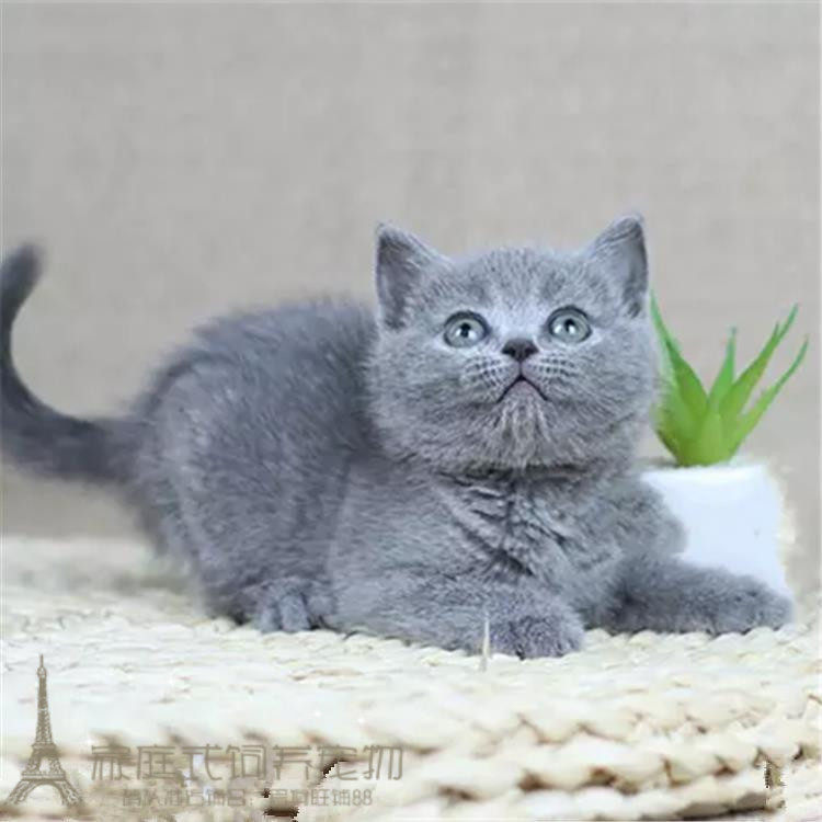 蓝猫宠物活体蓝白猫英短蓝白猫活体幼猫纯种英国短毛猫幼猫p