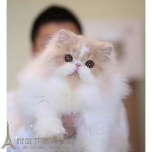 CFA猫舍加菲猫活体纯种加菲猫 梵花长毛波斯猫p 加菲猫幼猫活体