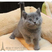 英国短毛猫立耳纯蓝色幼猫自家繁殖纯种英短蓝猫宠物猫咪活体p