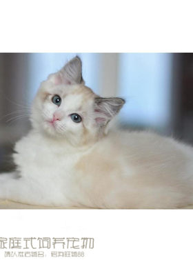 海豹蓝双色活体布偶猫