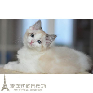 海豹蓝双色布偶猫八字脸活体猫咪CFA证书布偶猫幼猫活体宠物猫g