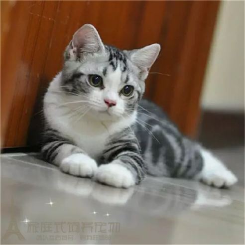 赛级繁育美短加白宠物猫美国短毛猫家养活体幼猫起司猫银虎斑w