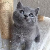 出售蓝猫宠物猫英国短毛猫蓝猫活体 蓝猫猫咪宠物p 纯种家养幼猫