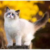 赛级宠物幼猫活体纯种布偶猫幼猫布偶猫双色活体宠物猫布偶猫咪p