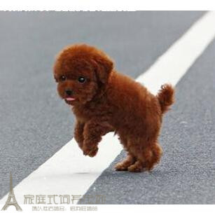 赛级红泰迪幼犬茶杯长不大的泰迪狗玩具型迷你赛级灰色贵宾13p