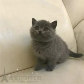 英短蓝猫活体上海正规猫舍宠物猫蓝猫幼猫英国短毛猫蓝猫幼崽p