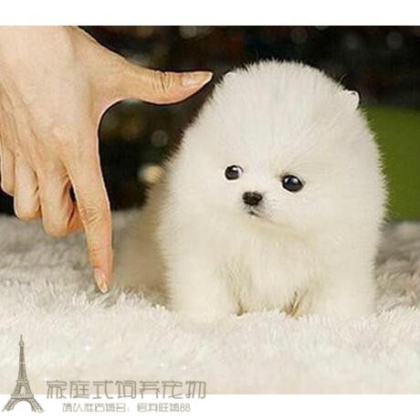 纯白色博美纯种茶杯博美日本俊介袖珍球体博美活体幼犬p1p