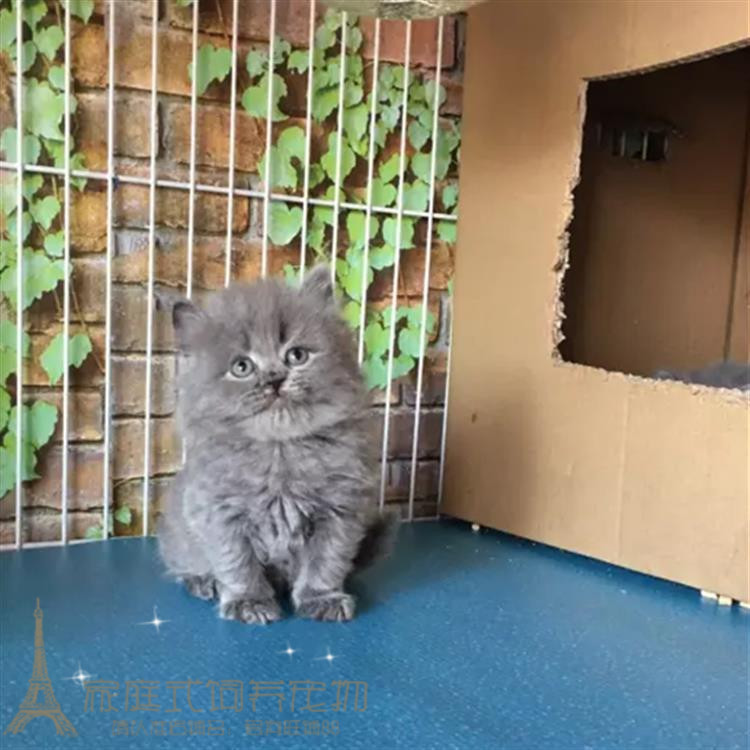 高地折耳蓝猫宠物猫英国短毛猫英短蓝猫活体幼猫纯种蓝猫猫咪g