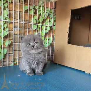 高地折耳蓝猫宠物猫英国短毛猫英短蓝猫活体幼猫纯种蓝猫猫咪w