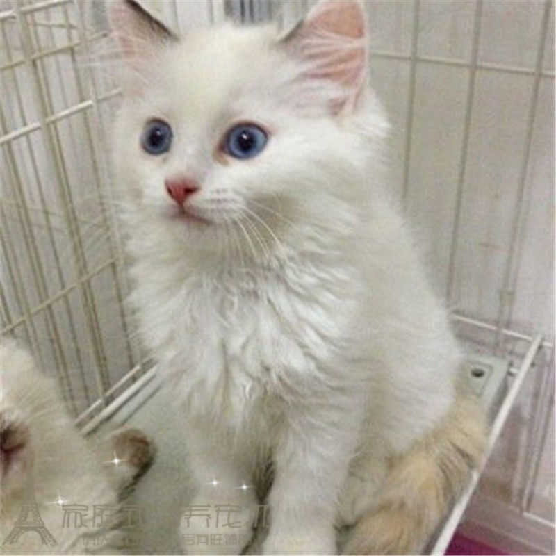 cfa注册猫舍出售布偶猫宠物猫纯种双色活体幼猫猫咪家养幼崽g