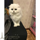 高地活体折耳猫幼猫波斯猫布偶猫短毛猫 金吉拉猫宠物猫家养p