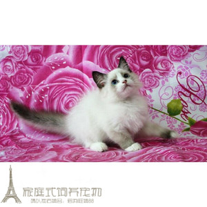 家养赛级宠物猫活体纯种布偶猫幼猫美国布偶猫双色活体小猫出售g