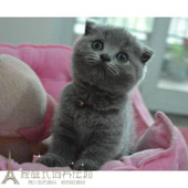 英短蓝猫幼崽活体 家养宠物蓝猫出售p 英国短毛猫立耳蓝猫宝宝