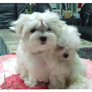 马尔济斯活体幼犬