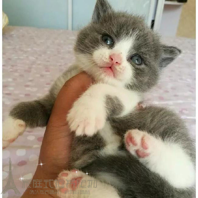 家养纯种蓝白英短 英国短毛猫立耳蓝白五粉幼猫活体宠物猫 猫咪p