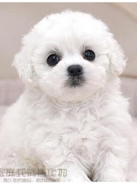 纯种活体法国卷毛比熊犬幼犬茶杯犬迷你型家养赛级幼狗比熊犬69p