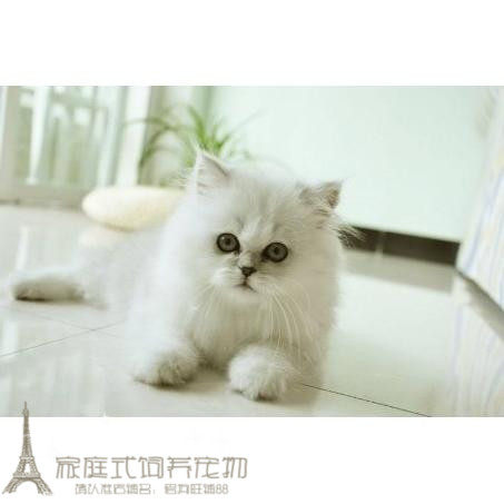 出售金吉拉幼猫长毛猫纯种家养金吉拉宠物猫金吉拉幼猫活体小猫g