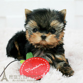 茶杯犬纯种约克夏约克夏幼犬赛级约克夏小体约克夏幼犬L001p