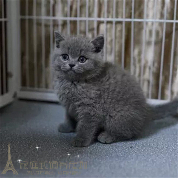CFA注册猫舍出售英短蓝猫英国短毛猫纯种活体幼猫家养宠物猫p
