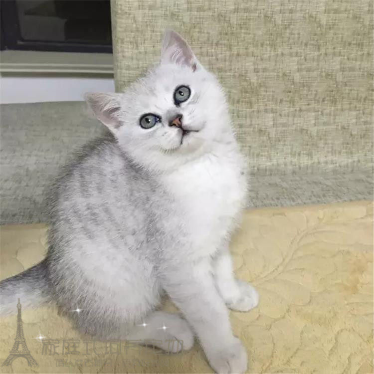 家庭饲养猫舍出售宠物猫英国短毛猫纯种银渐层英短渐层活体幼猫p