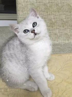 家庭饲养出售纯种渐层英国短毛猫