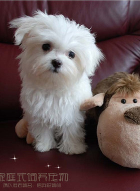 自家繁殖小体型马尔济斯幼犬雪白无杂毛实物挑选狗狗p