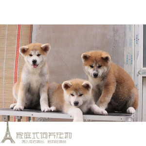 纯种日系秋田犬幼犬日本秋田犬活体宠物狗狗双血统忠犬八公同款g