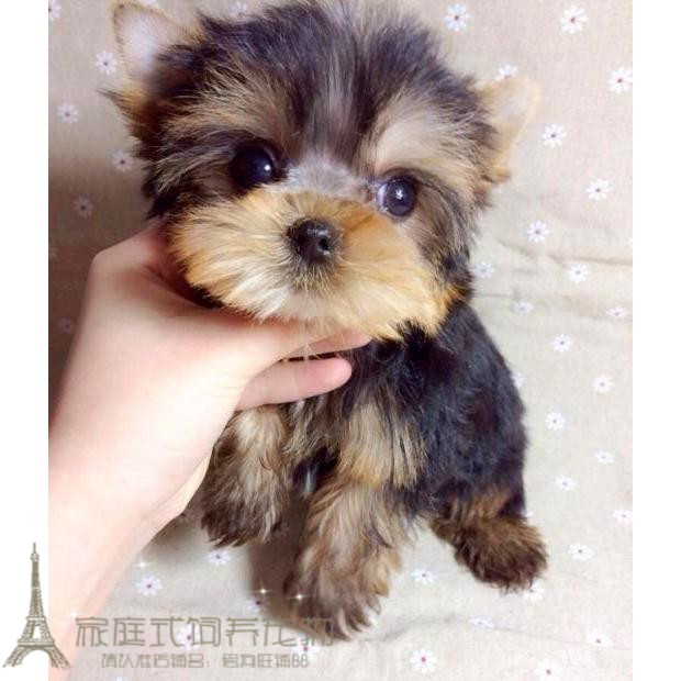 纯种约克夏幼犬活体呆萌乖巧大眼睛宠物狗公母都有驱虫疫苗全p