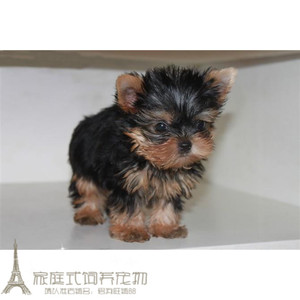 纯种小体约克夏幼犬韩系呆萌约克夏宝宝纯种幼犬宠物狗狗小清新g