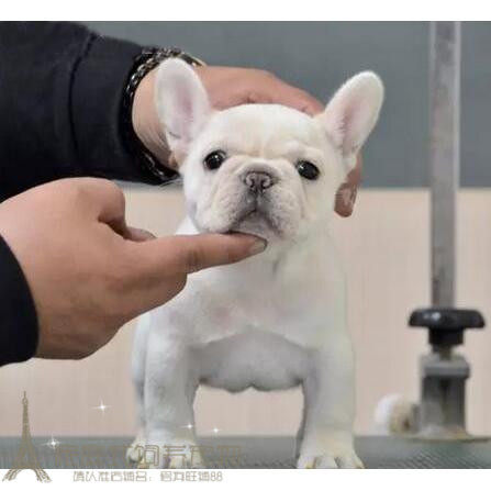 上海出售纯种法国斗牛犬幼犬法斗狗狗法牛法斗犬宠物狗狗活体p