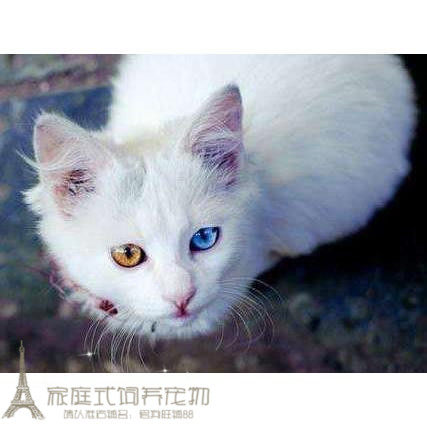 宠物猫活体家养折耳猫鸳鸯眼英短蓝猫波斯加菲布偶猫暹罗猫幼猫p