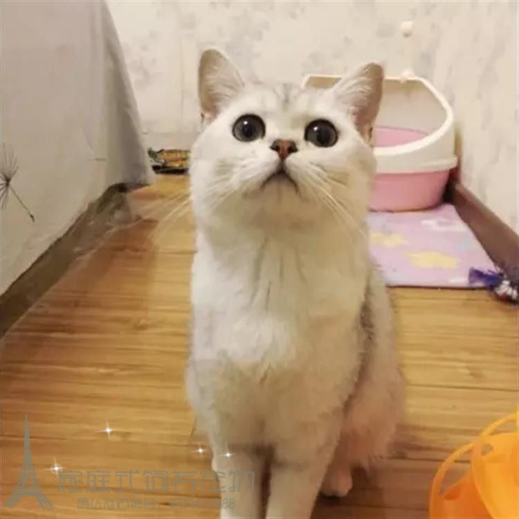 出售英国短毛猫纯种英短银渐层幼猫家养活体渐层宠物猫英短渐层p