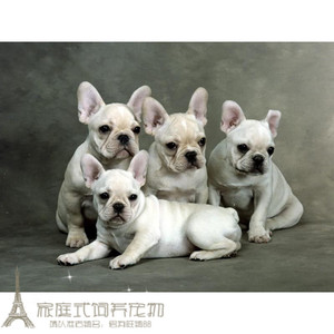 纯种法国斗牛犬幼犬法斗狗狗法牛时尚潮宠品种公母城市家养g