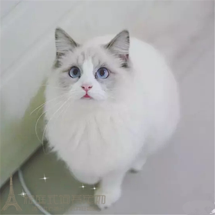 布偶猫家养活体蓝双海豹色长毛猫纯种布偶猫家养幼猫活体宠物猫w