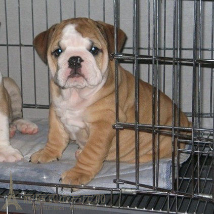 纯种家养聪明伶俐的英国斗牛犬幼犬活体宠物狗宝宝纯种可爱听话p