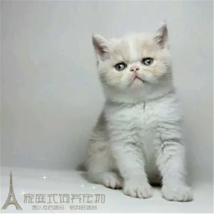 宠物活体小猫咪出售家养波斯猫幼猫幼崽异国短毛猫加菲纯种活体p