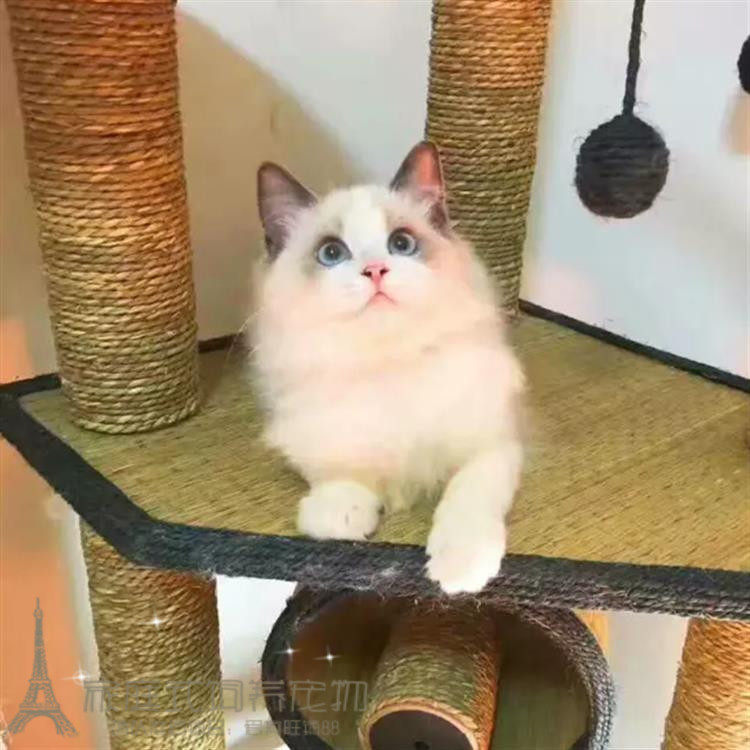 家庭猫舍出售小猫咪布偶猫纯种长毛猫活体幼仔幼猫家养布偶宠物p