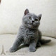 出售纯种家养英国短毛猫英短蓝猫幼猫立耳活体包子脸宠物猫p