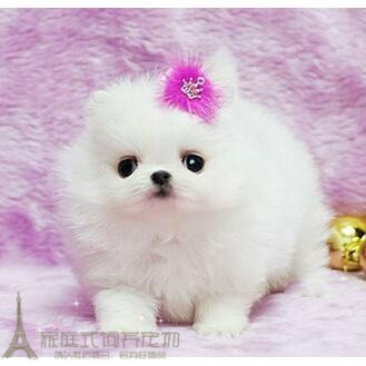 纯白色博美犬纯种茶杯博美日本俊介袖珍球体博美幼犬狗62g