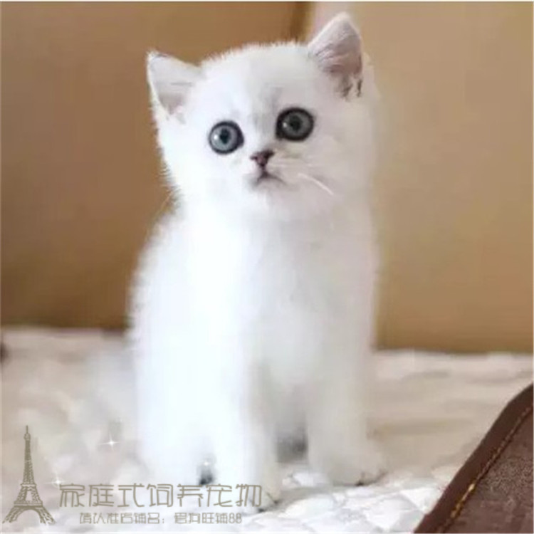 赛级英短宠物家养猫咪幼猫纯种英国短毛活体英短银渐层立耳猫p