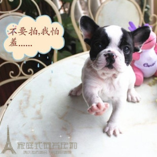 纯种家养法国斗牛犬幼犬活体宠物宝宝家养双血统法斗幼犬斗牛犬p