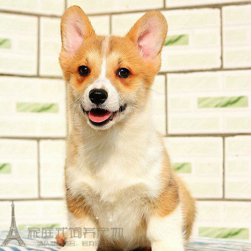 出售赛级黄白色威尔士柯基犬纯种柯基活体宠物狗柯基幼犬l005p