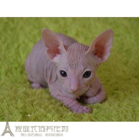加拿大无毛猫幼猫斯芬克斯猫白皮鸳鸯眼无毛猫宠物猫活体小猫咪p